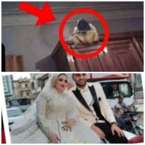 غموض وفاة عروس في ليلة زفافها